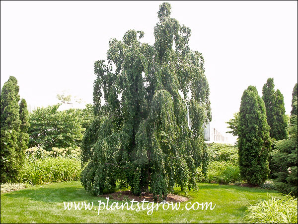 A mature tree demonstrating how C. magnificum pendulum is more up right than C. japonicum Pendulum.